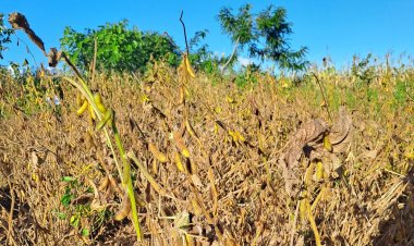 जलवायु परिवर्तन के कारण 2012 में वैश्विक सोयाबीन फसल को एक-तिहाई का नुकसान: अध्ययन