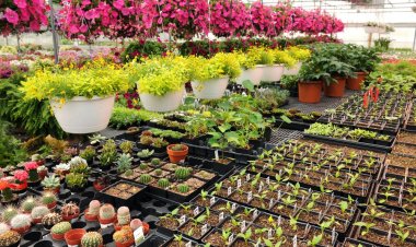 हरियाणा में नया नर्सरी विधेयक पारित, खराब पौध बेचने पर सख्ती