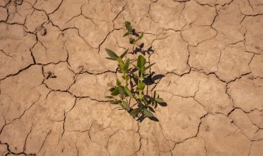 जलवायु परिवर्तन से समूचे विश्व में मिट्टी की नमी में गिरावट, स्थायी हो सकती है नमी में यह कमी