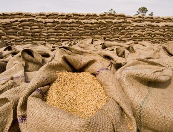 पंजाब में भी गेहूं खरीद मानकों में केंद्र ने दी छूट, 70% तक कम चमक वाले गेहूं की होगी सरकारी खरीद