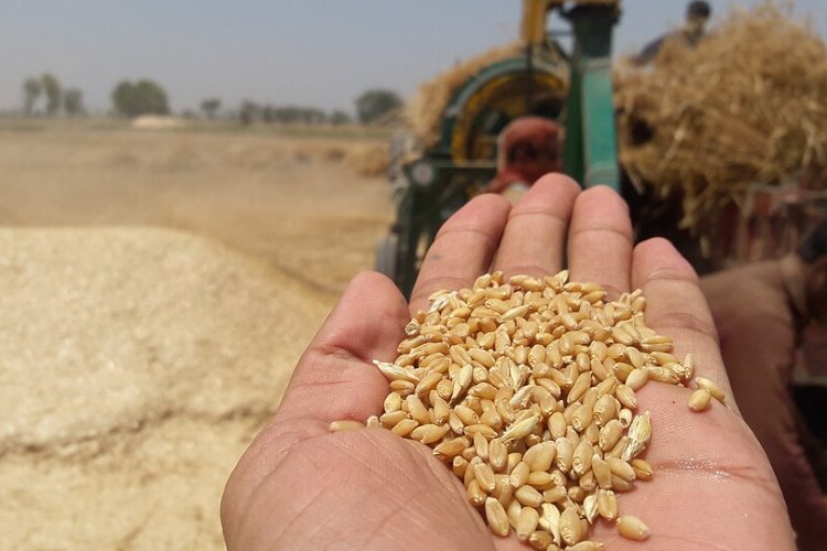 centre relaxes standards for government procurement of wheat in ...