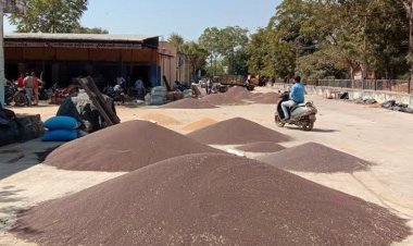 राजस्थान में सरसों खरीद की सीमा 25 से बढ़ाकर 40 क्विंटल की गई, 10 अप्रैल से होगी खरीद