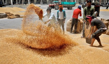 गेहूं खरीद 142 लाख टन के पार पहुंची, सबसे ज्यादा खरीद हरियाणा से हुई