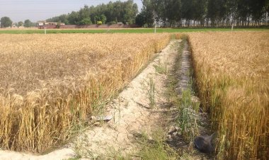 हीटवेव के चलते चार राज्यों में गेहूं की फसल प्रभावित, उत्पादन पर पड़ेगा असर