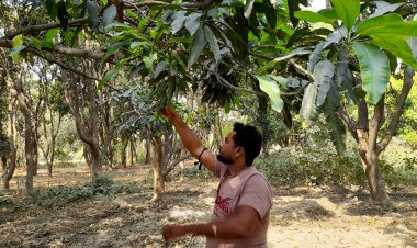 आम में बौर तो खूब आया लेकिन फल बहुत कम रह गया, किसानों को नुकसान की चिंता