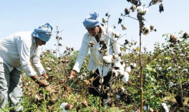 कॉटन पर आयात शुल्क हटाने की तैयारी, कीमतों में गिरावट से किसानों को हो सकता है नुकसान