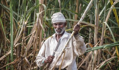 केंद्र सरकार ने गन्ने का FRP 15 रुपये बढ़ाया, नए सीजन के लिए 355 रुपये प्रति क्विंटल होगा दाम