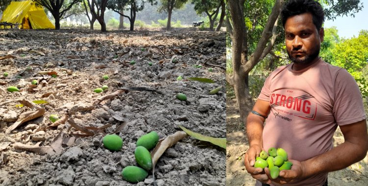 बाग में गिरे हुए आमों को दिखाते हुए उन्नाव जिले के किसान पप्पू खान 