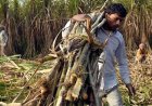 गन्ना किसान फेडरेशन ने ड्राफ्ट शुगरकेन कंट्रोल ऑर्डर में 10.25% रिकवरी मानक का विरोध किया, इसे 9.5% रखने की मांग