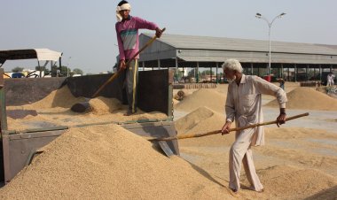 डब्ल्यूटीओ सदस्यों ने पब्लिक स्टॉकहोल्डिंग मुद्दे के स्थायी समाधान की मांग दोहराई, वैश्विक खाद्य सुरक्षा के लिए बताया अनिवार्य