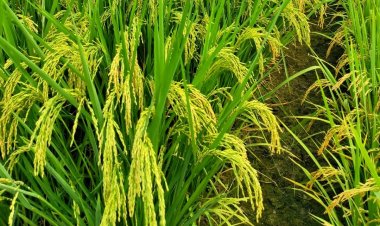 हाइब्रिड धान के मुद्दे पर केंद्र सरकार सक्रिय, सीड एक्ट के जरिए पंजाब सरकार का आदेश पलटने की तैयारी