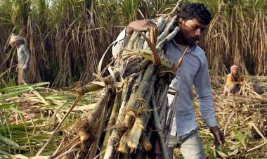 यूपी में गन्ने का 44% रकबा रोगग्रस्त किस्म का, देश का चीनी उत्पादन 20% गिरा