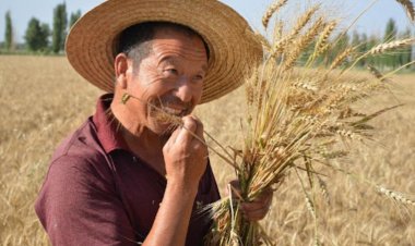 चीन में सूखे के हालात से गेहूं की फसल पर संकट, इंग्लैंड के किसानों को भी नुकसान की आशंका