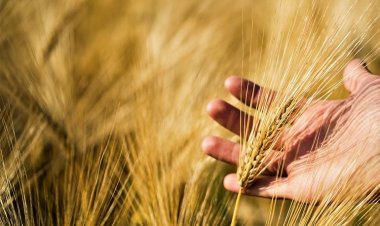 प्राकृतिक खेती का गेहूं किसानों से 60 रुपये/किलो खरीद रही हिमाचल सरकार, पंजीकरण शुरू