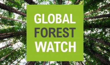 भारत में गहराया वनों के विनाश का संकट, 2024 में 18,200 हेक्टेयर प्राथमिक वन खत्म: GFW रिपोर्ट