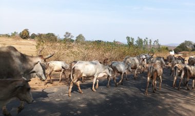 मध्यप्रदेश: सूखे की मार झेल रहे मंडला के आदिवासी किसान
