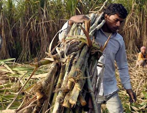 गन्ना किसान फेडरेशन ने ड्राफ्ट शुगरकेन कंट्रोल ऑर्डर में 10.25% रिकवरी मानक का विरोध किया, इसे 9.5% रखने की मांग