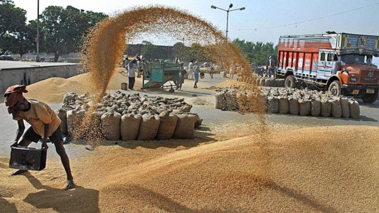 गेहूं की सरकारी खरीद 263 लाख टन तक पहुंची, कम दाम के चलते यूपी बना प्राइवेट खरीद का केंद्र