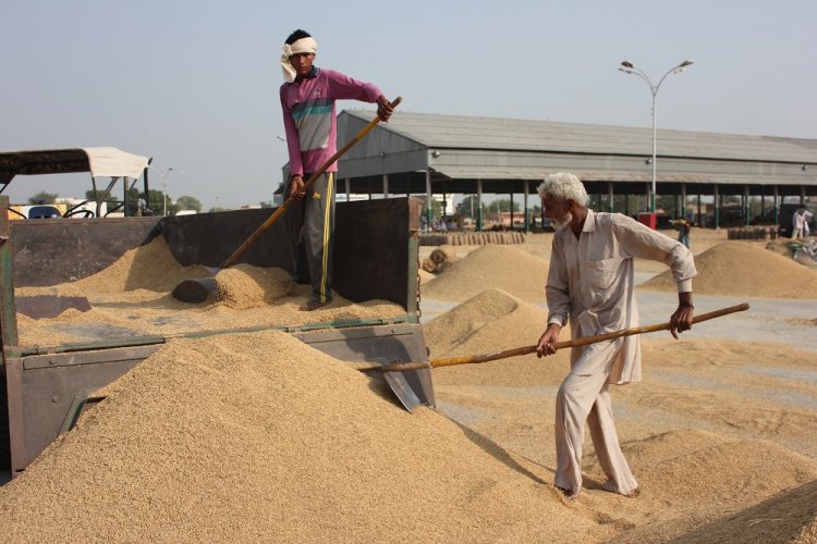 डब्ल्यूटीओ सदस्यों ने पब्लिक स्टॉकहोल्डिंग मुद्दे के स्थायी समाधान की मांग दोहराई, वैश्विक खाद्य सुरक्षा के लिए बताया अनिवार्य