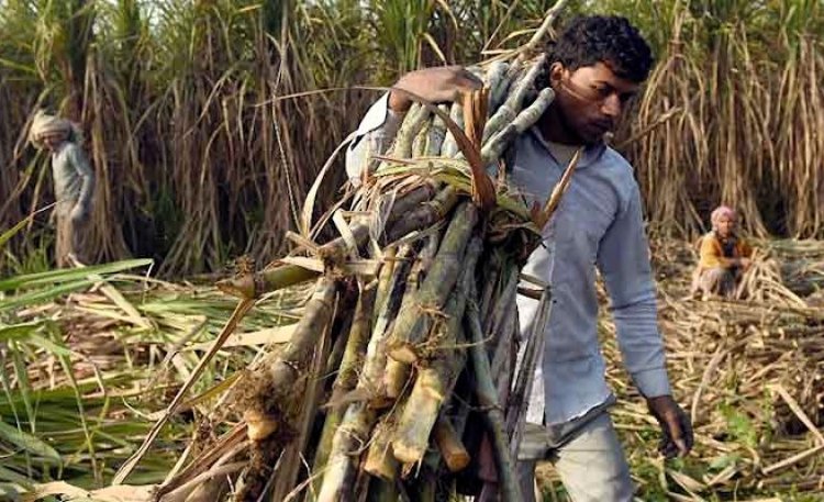 यूपी में गन्ने का 44% रकबा रोगग्रस्त किस्म का, देश का चीनी उत्पादन 20% गिरा