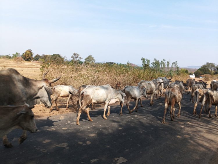 मध्यप्रदेश: सूखे की मार झेल रहे मंडला के आदिवासी किसान