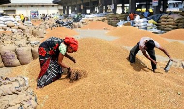 गेहूं खरीद 300 लाख टन तक पहुंची, चार साल में सर्वाधिक खरीद, फिर भी स्टॉक लिमिट लागू