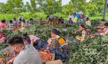 पठानकोट से क़तर के लिए लीची की पहली खेप रवाना, एपीडा ने बाजार पहुंच को आसान बनाया