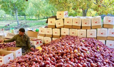 अमेरिकी सेब पर आयात शुल्क घटाने के विरोध में आए सेब उत्पादक, मुख्यमंत्रियों से की पीएम से मिलने की अपील