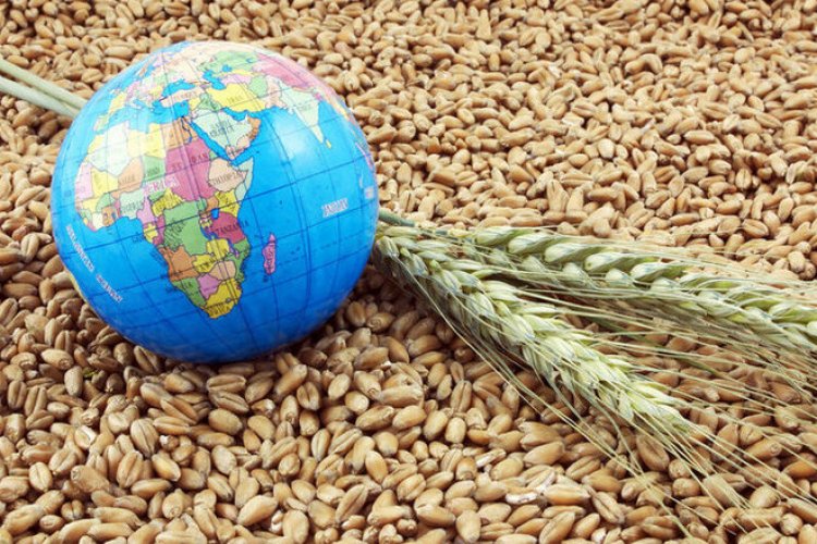 global grain output to rise for third straight year igc | आईजीसी का ...