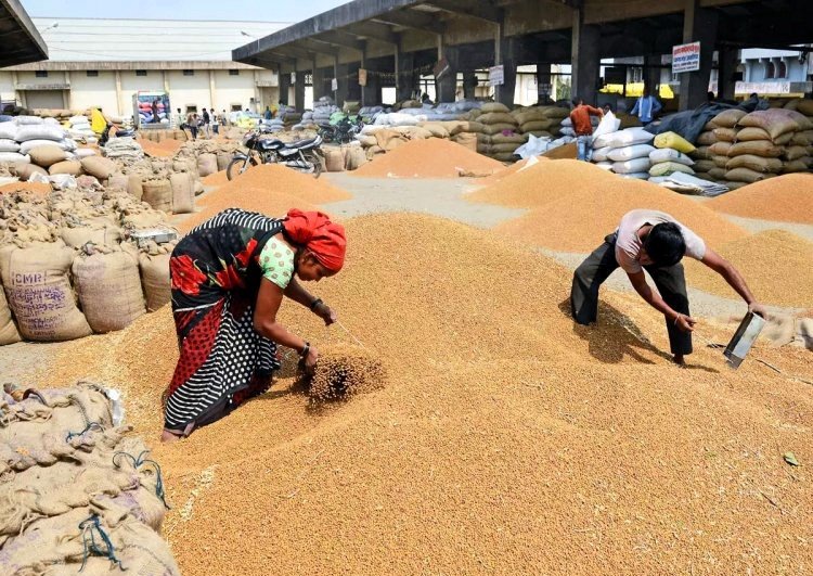 गेहूं खरीद 300 लाख टन तक पहुंची, चार साल में सर्वाधिक खरीद, फिर भी स्टॉक लिमिट लागू