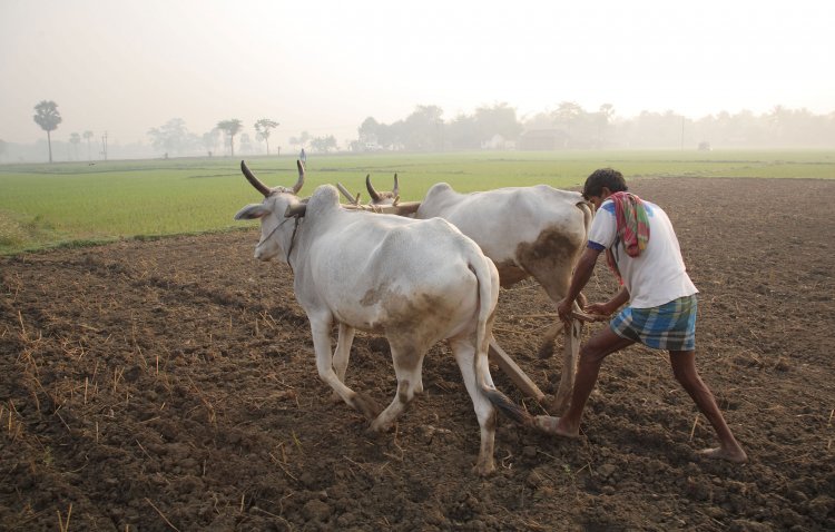 खरीफ बुवाई ने रफ्तार पकड़ी, धान, दलहन व तिलहन की अच्छी शुरुआत