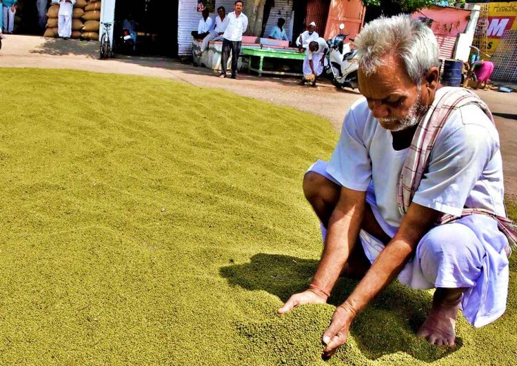 मध्यप्रदेश में मूंग खरीद का ऐलान होते ही सक्रिय हुए व्यापारी, कीमतों में उछाल