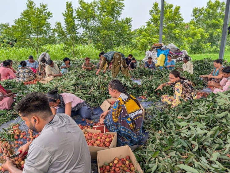 पठानकोट से क़तर के लिए लीची की पहली खेप रवाना, एपीडा ने बाजार पहुंच को आसान बनाया