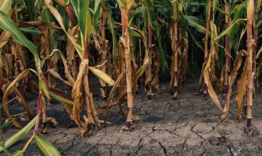 चीन और यूरोप में कहीं हीटवेव तो कहीं भीषण बारिश, फसलों को नुकसान से खाद्य सुरक्षा को लेकर चिंता
