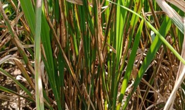 बायर ने धान में शीथ ब्लाइट के प्रकोप से बचाने के लिए ‘फेलुजिट’ फंगीसाइड लांच किया