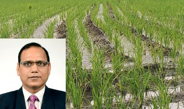 धान पर फिजी वायरस का हमला, अब क्या करें किसान? टॉप कृषि वैज्ञानिक ने बताए उपाय