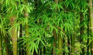 आईआईटी गुवाहाटी ने बांस से बनाया पॉलीमर कम्पोजिट, ऑटोमोबाइल और इलेक्ट्रॉनिक्स में हो सकता है इस्तेमाल