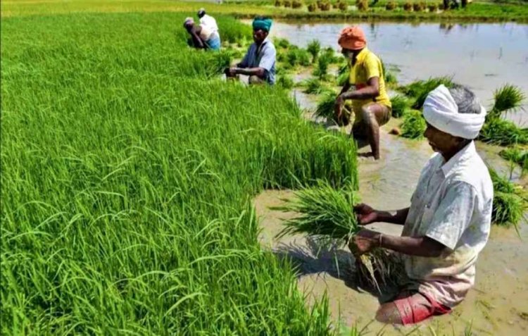 खरीफ बुवाई में करीब 10 फीसदी बढ़त, दलहन-तिलहन की बुवाई ने पकड़ी रफ्तार