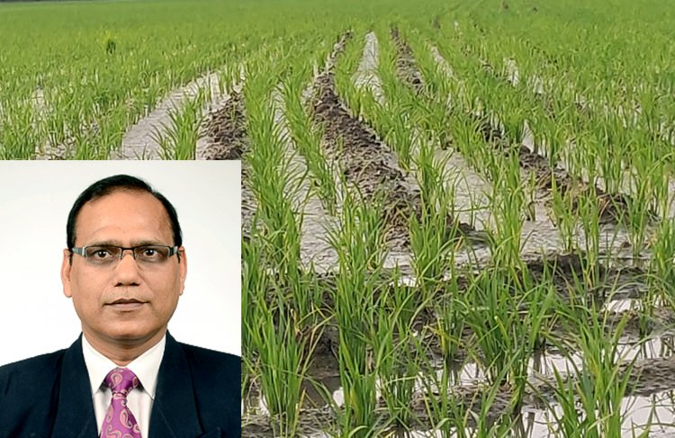 धान पर फिजी वायरस का हमला, अब क्या करें किसान? टॉप कृषि वैज्ञानिक ने बताए उपाय