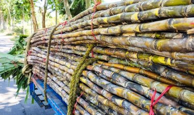 गलत साबित हुआ इस्मा का अनुमान, चालू सीजन के चीनी उत्पादन में 45 लाख टन की गिरावट