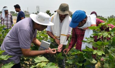 उत्तर भारत में कपास की फसल पर हरा तेला (जैसिड) का हमला, 10 वर्षों का सबसे गंभीर प्रकोप