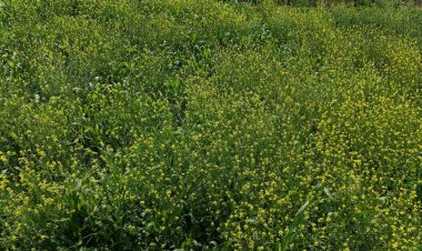 National Mustard Day 2025: ग्रामीण समृद्धि का वाहक बना हाइब्रिड सरसों