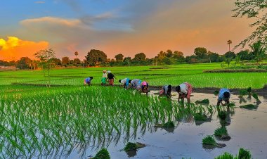 खरीफ की 85% बुवाई पूरी: तिलहन का क्षेत्र घटा, मक्का की ओर बढ़ा किसानों का रुझान