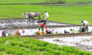 खरीफ की करीब 91% बुवाई पूरी: धान का क्षेत्र 12 फीसदी बढ़ा, लेकिन तिलहन के रकबे में 3.74 फीसदी की गिरावट