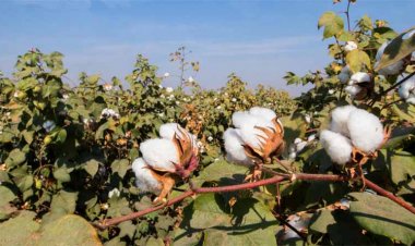 भारतीय किसान संघ ने कपास आयात पर सरकार को चेताया, शुल्क छूट आगे न बढ़ाने की मांग