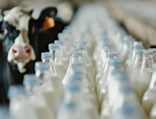 USDA का अनुमानः मवेशी संख्या घटने से यूरोपीय यूनियन में दूध उत्पादन 2026 में भी घटेगा