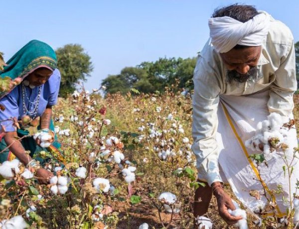 कपास उत्पादकता बढ़ाने में रासी सीड्स की नई पहल