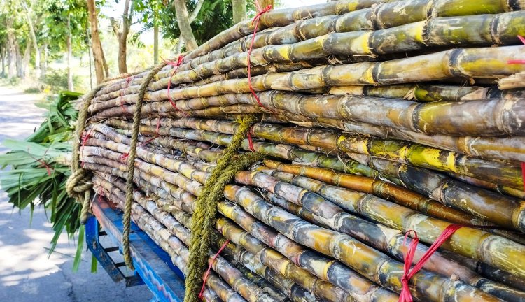 गलत साबित हुआ इस्मा का अनुमान, चालू सीजन के चीनी उत्पादन में 45 लाख टन की गिरावट