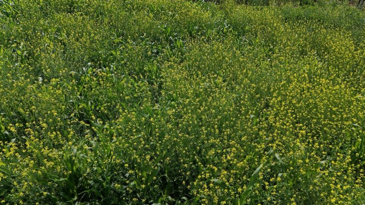 National Mustard Day 2025: ग्रामीण समृद्धि का वाहक बना हाइब्रिड सरसों