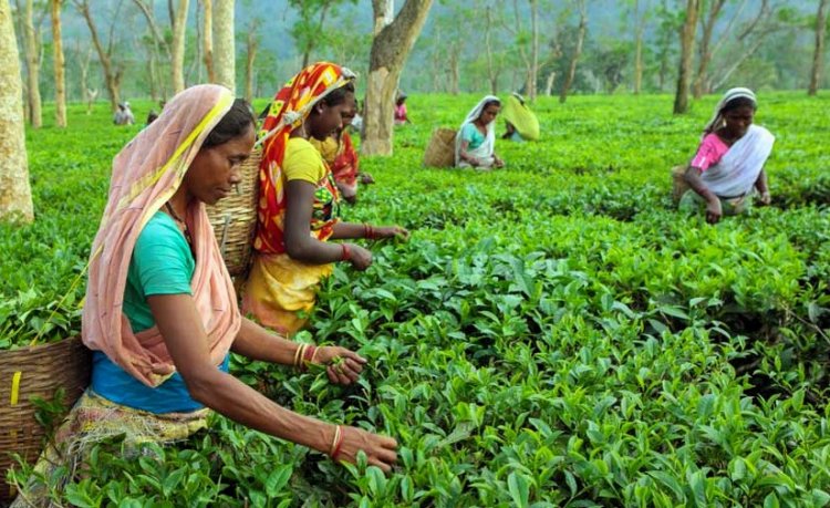 जून में भारत का चाय उत्पादन 9 फीसदी गिरा, खराब मौसम और कीट हमलों का असर